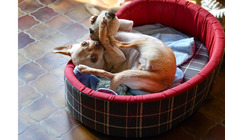 Mikälaisia koira tarvikkeita hankin koiralleni?