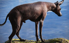 Minkä takia karvaton koira voisi olla juuri oikea sinulle