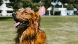 Mikä on rescue koira ja miten sellaisen voi saada?